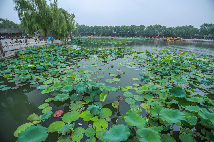 荷塘月色,花开半夏—关于帝都的夏天记忆