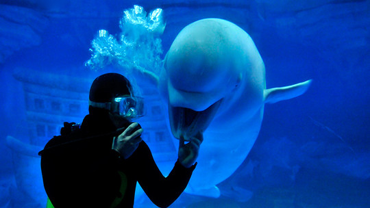 老虎滩海洋公园门票预订_老虎滩海洋公园门票