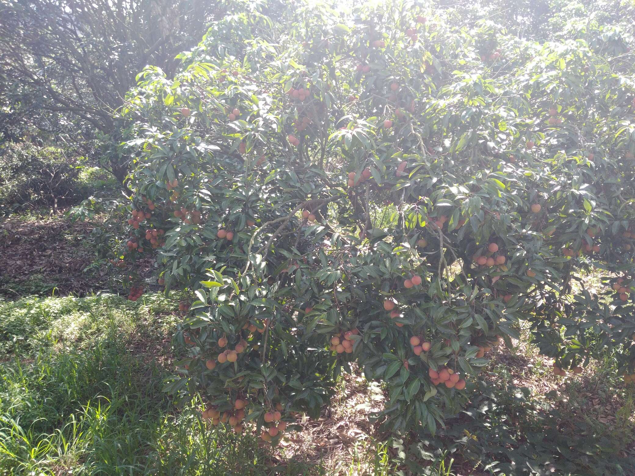 东莞凤岗镇永新酒店油甘埔店预订_东莞凤岗镇