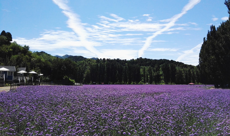 北京-北京紫海香堤香草艺术庄园