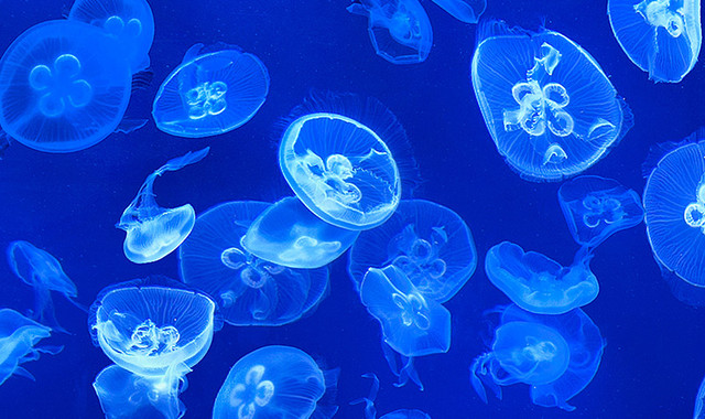 上海海洋水族馆 上海海洋水族馆
