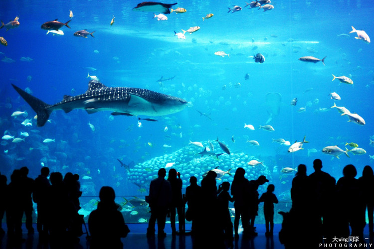 长隆海洋王国鲸鲨图片