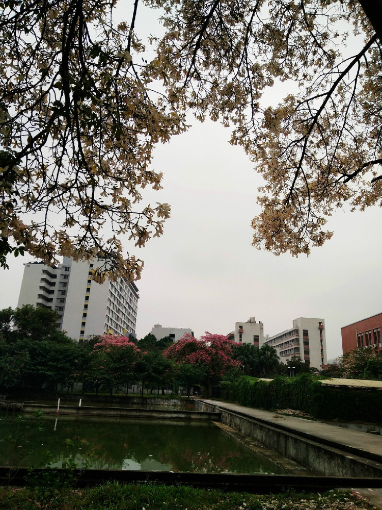 这一树粉红的一树粉白的异木棉你有没有感觉惊艳 华南师范大学