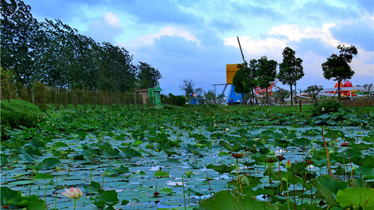 大丰荷兰花海门票预订_大丰荷兰花海门票价格