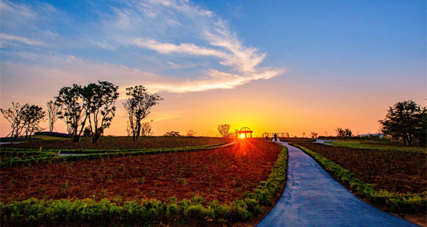 【同程专线】 泰山花海-泰山皮影1日游 快乐之