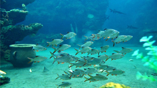 顺德长鹿农庄门票预订_顺德长鹿农庄门票价格