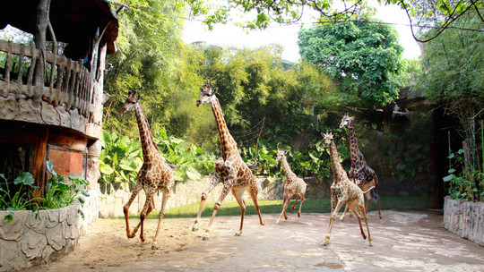顺德长鹿农庄门票预订_顺德长鹿农庄门票价格