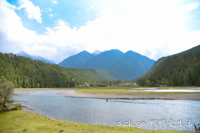 古乡湖&波密岗乡杉林:美到极致的风景线