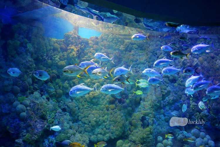 青岛海昌极地海洋世界