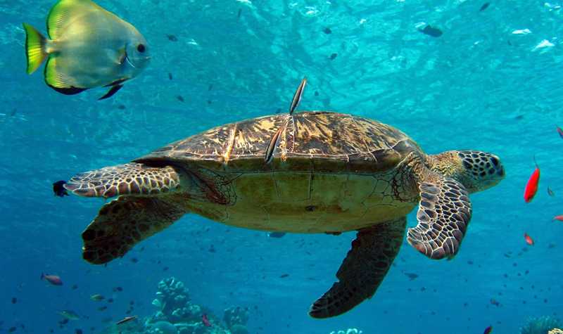 西安华夏文旅海洋公园