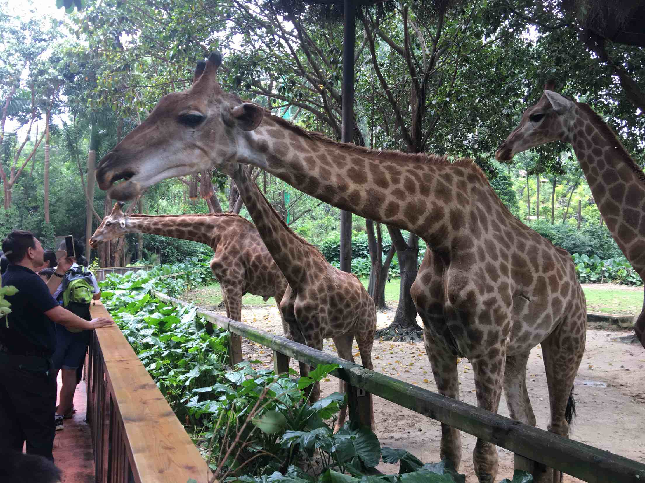 诺盟酒店公寓广州番禺长隆店预订_诺盟酒店公寓广州番禺长隆店价格、地址、电话查询【同程酒店】