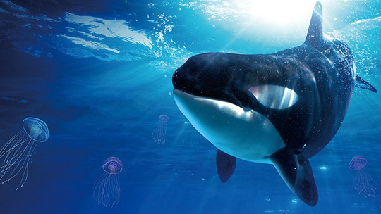 上海海昌海洋公园门票预订_上海海昌海洋公园