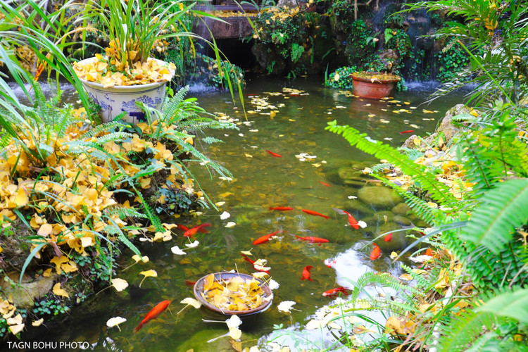 梦境之池，探秘院子里大水池与金鱼背后的深层含义