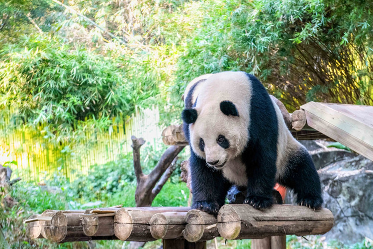 24小时玩转长隆野生动物世界 大马戏全攻略