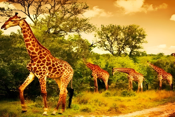 10天7晚·肯尼亚+安博塞利+马赛马拉动物保护区+奈瓦沙湖+艾尔莎庄园