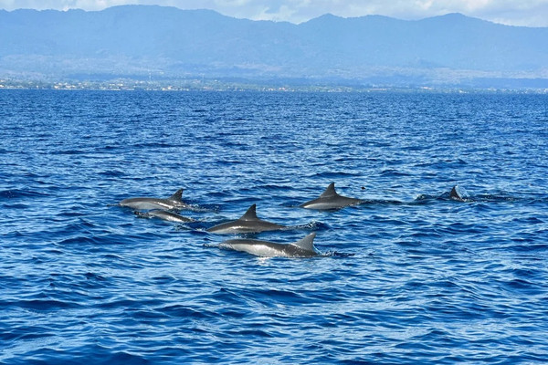 7天5晚·巴厘岛+罗威纳追海滩+AlasHarum秋千俱乐部跟团游