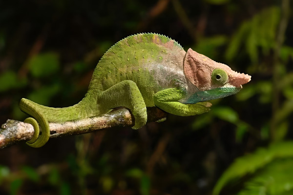 12天9晚·塞舌尔+毛里求斯+马达加斯加岛+留尼汪+东非四国跟团游