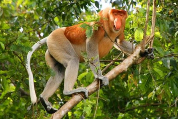 6天5晚·马来西亚跟团游|畅玩亚庇红树林+✨环滩岛+神山探秘|时间自由