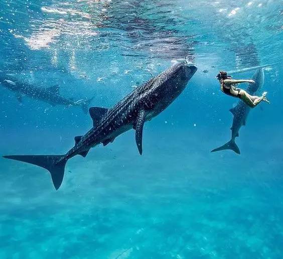昆明到宿务薄荷旅游_昆明到宿务薄荷旅游报价