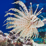 上海海洋水族馆