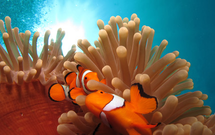 重庆到澳新跟团游