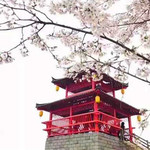 浔龙河樱花谷
