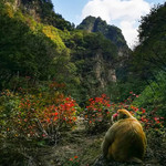 山西蟒河生态旅游区
