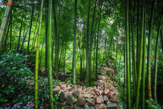 中国最美竹海,江苏南山竹海
