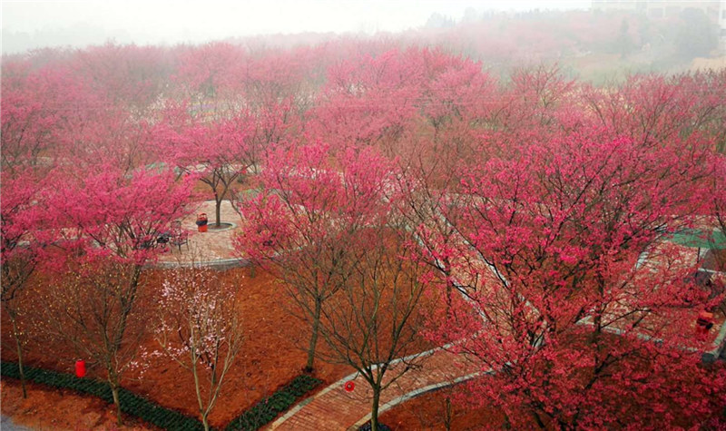 桂阳樱花园