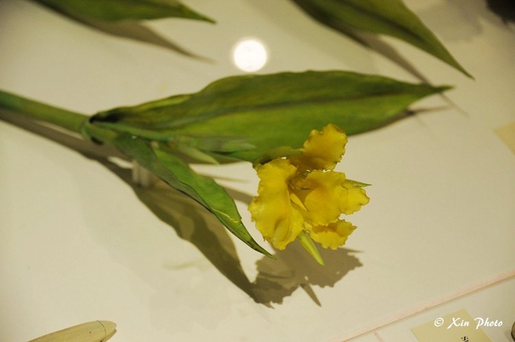 哈佛的玻璃花glassflower