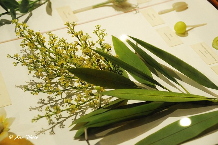 哈佛的玻璃花glassflower