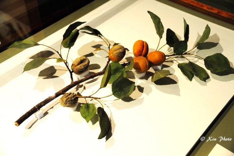 哈佛的玻璃花glassflower