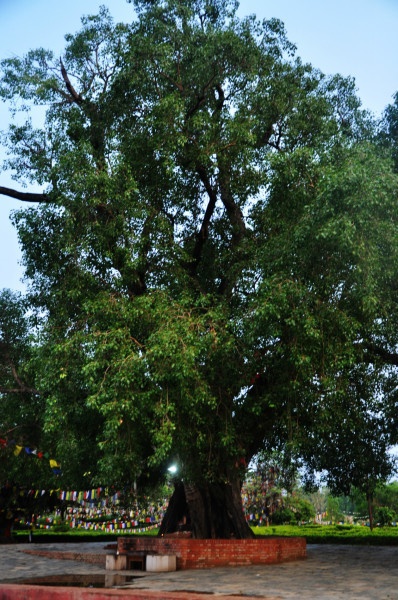 加德满都 尼泊尔,喜马拉雅南麓外的高山寓所 蓝毗尼 历经千年,菩提树