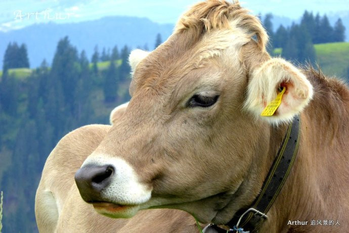 【瑞法穿越·高原牧场】高颜值的瑞士牛