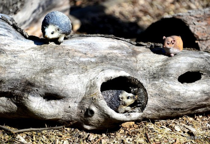 小刺猬的家 德累斯顿