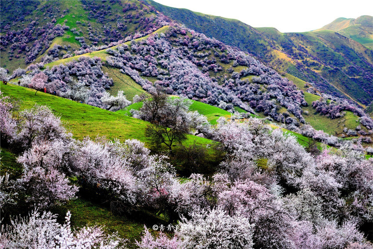 吐尔根杏花海洋 圆所有女人心中有关粉红色梦的地方 - 伊犁哈萨克自治