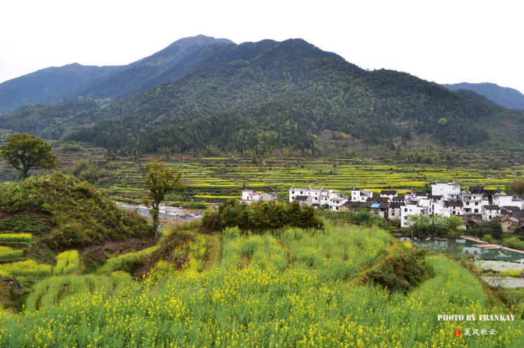 【原创】中国最美乡村:情迷江西婺源油菜花
