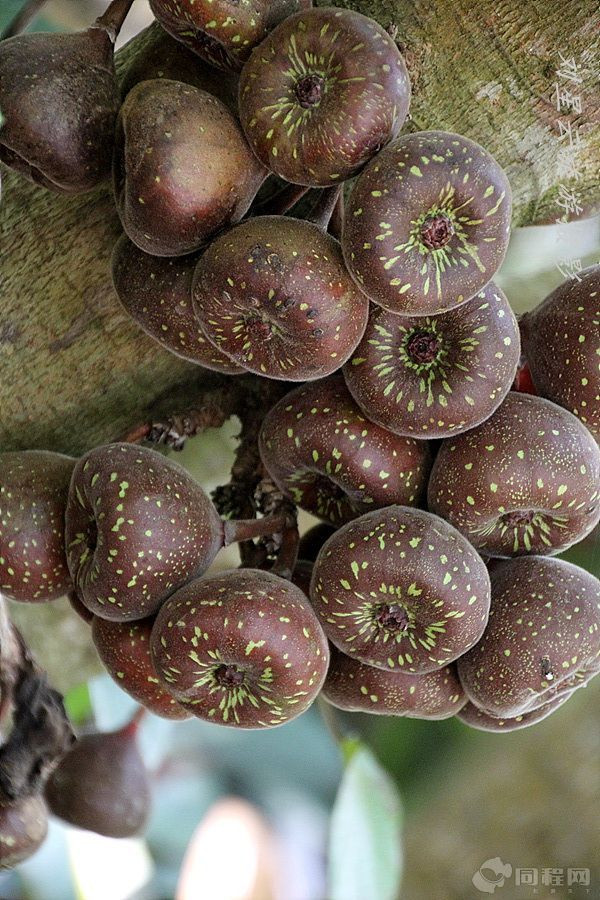 海南兴隆热带植物园无花果什么样实拍