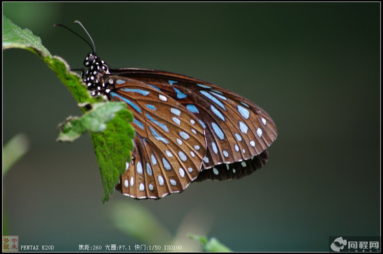 蝴蝶泉边赏彩蝶