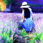 贵德黄河少女薰衣草庄园