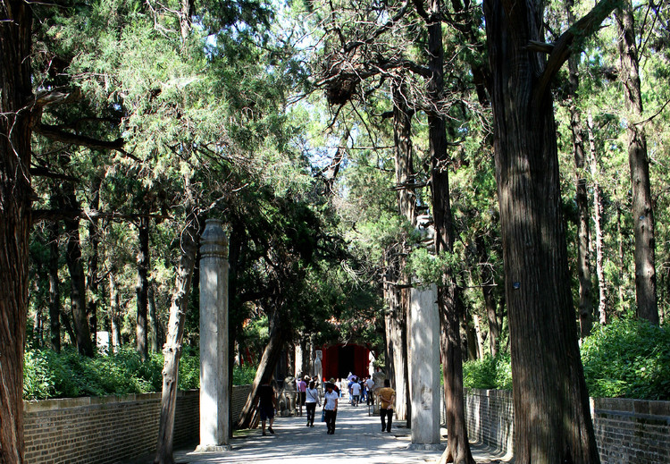 济宁 【山东旅游攻略大赛】闺蜜曲阜拜访孔老夫子 曲阜孔林 条道就是