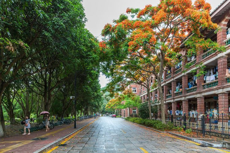雨后的凤凰花 厦门大学-环岛路