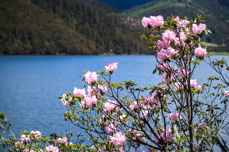 迪庆藏族自治州 初夏,醉在香格里拉杜鹃花海里蜀都湖畔的高山杜鹃