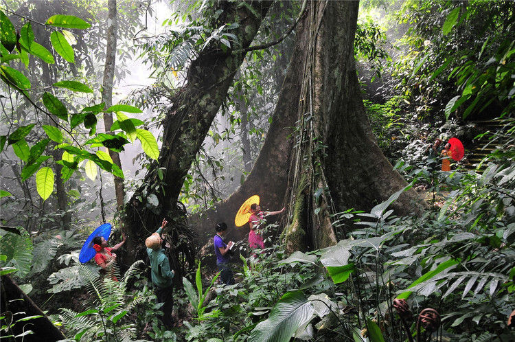 热带雨林的天堂镜象—植物园东区