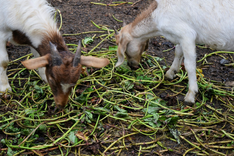 【花谷奇缘验客】花谷奇缘,听花开的声音这里饲养了孔雀,小羊,香猪