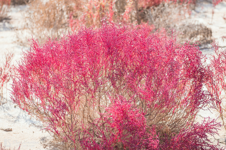 学名赤碱蓬的野生植物与芦苇荡结合在一起给这片土地增添了不少色彩