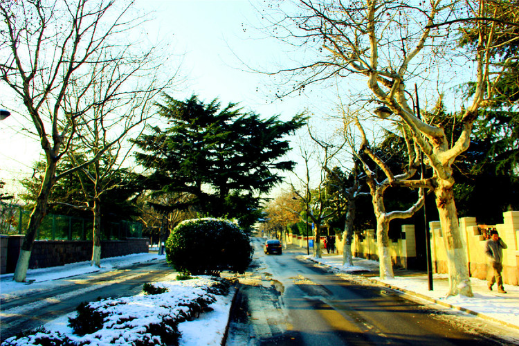 八大关的每一条道路都有一个特殊的树种为代表,十条马路的行道树品种