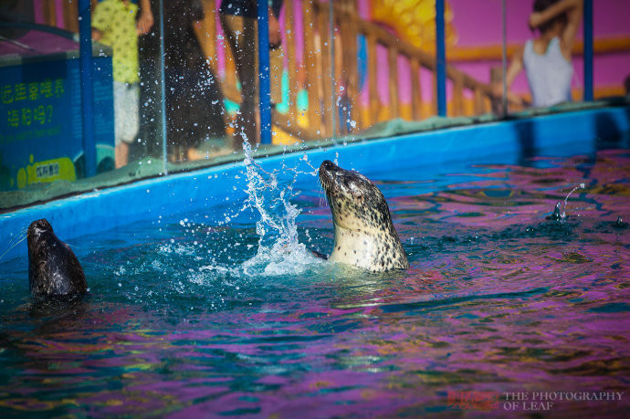 东阳市 横店梦幻谷,带你领略不一样的水世界梦幻海豚湾只能看到海豚吗