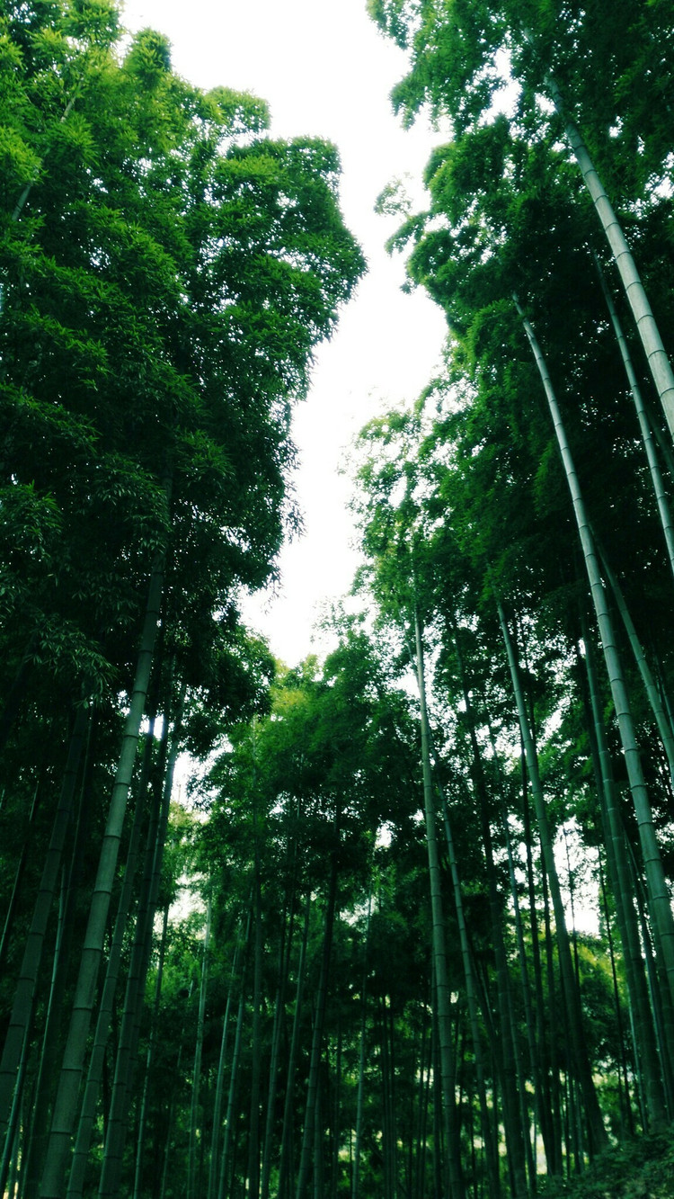 竹海深处探清风