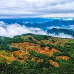 绿野仙踪森林花海